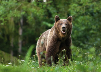 Ours iStock 1017220160