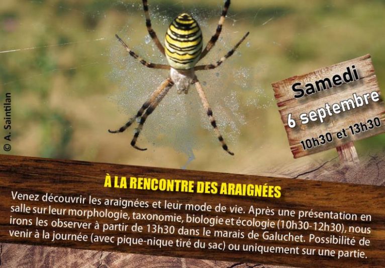 Araignées
