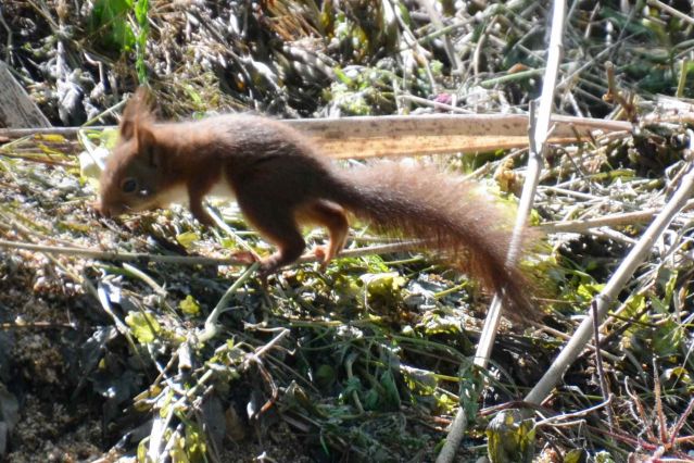 Faune des gites