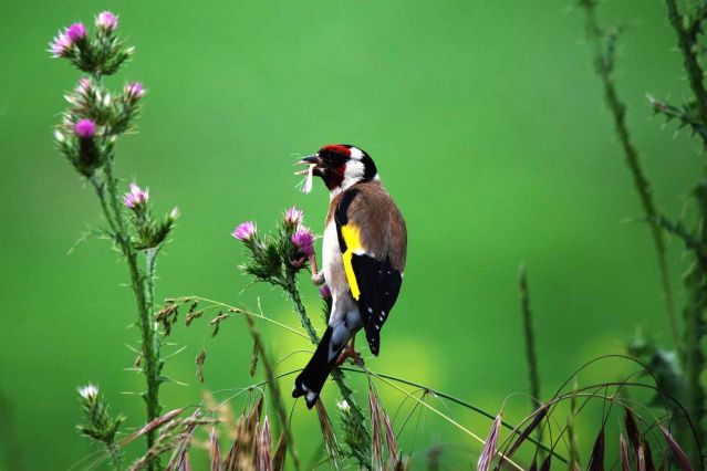 Faune des gites