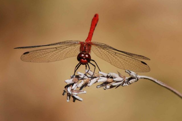 Faune des gites