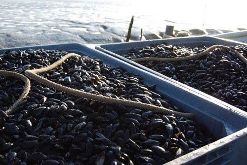 Moules La Charron