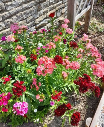 Oeillets du jardin
