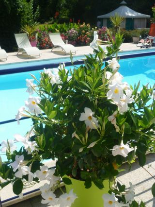 Terrasse fleurie