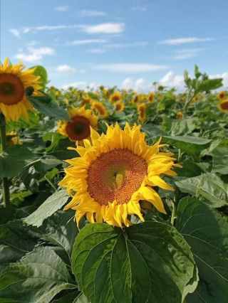 Une fleur de tournesol