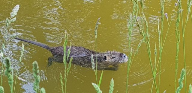 50-aire-détente-le ragondin de nos marais à Échiré.jpg