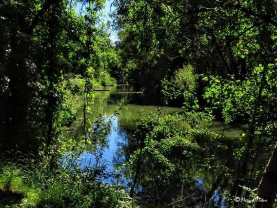 Toujours aussi magnifique ce marais poitevin