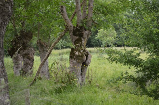 Arbre du marais mouillé de sainte Christine