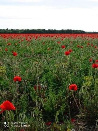 Champ de coquelicots