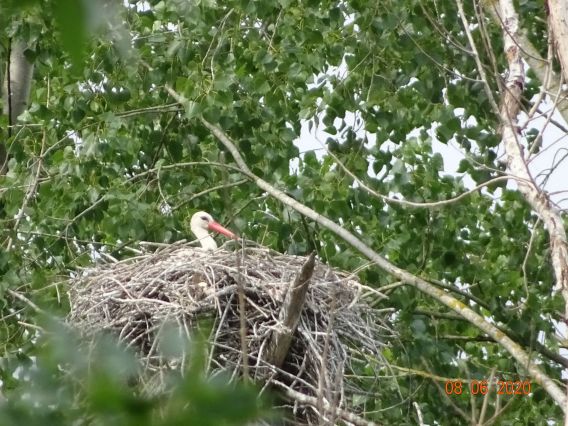 Cigogne