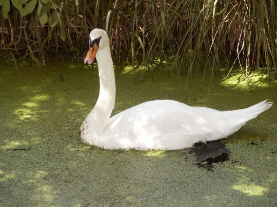 Cygne
