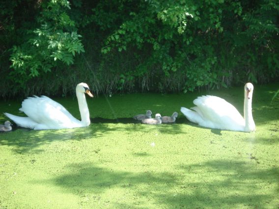 Rencontre lors de la balade en barque la famille cygne