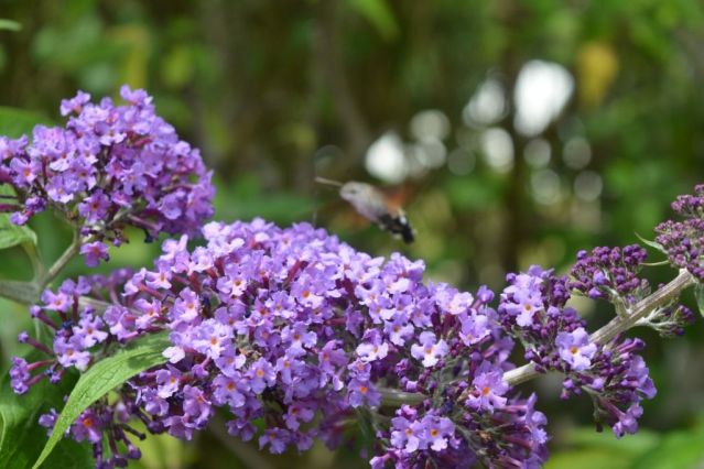 Jardin fleuri