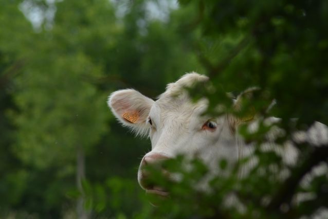 La voisine est curieuse..
