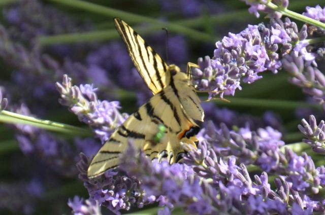 Faune des gites