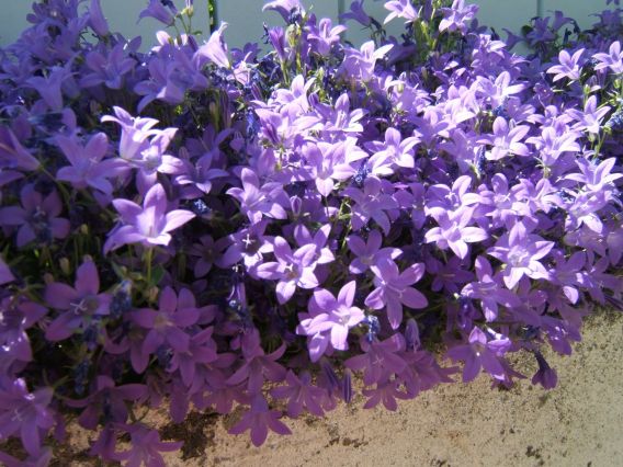 Fleur du jardin