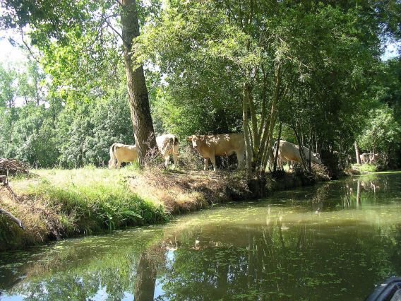 Marais