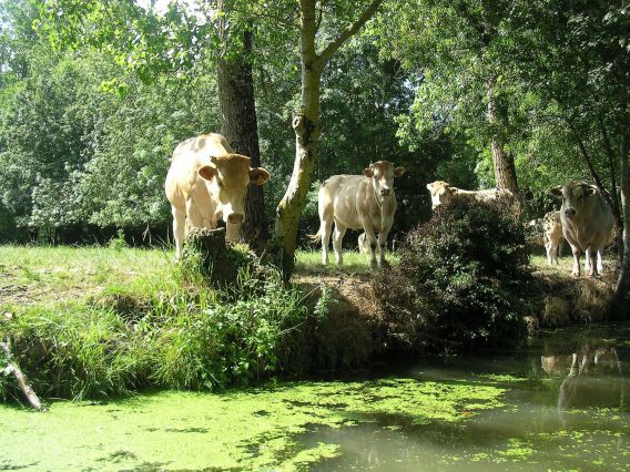 Marais
