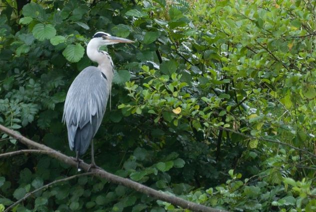 Heron cendré.jpg