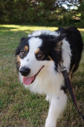 Chiens acceptés au Camping le Martin Pêcheur à Magné dans le Marais Poitevin.