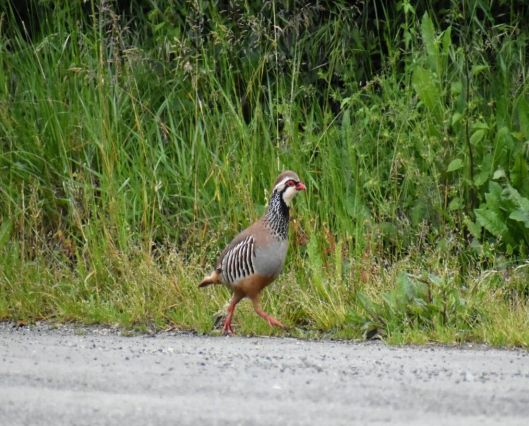 Image037.jpg