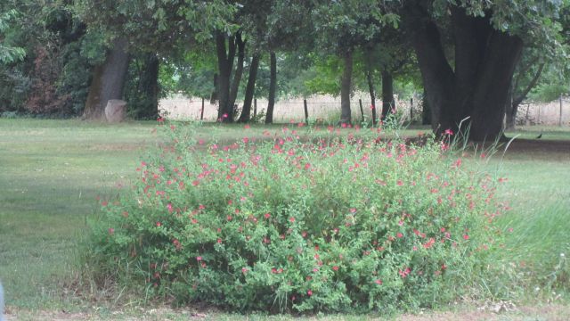 Tournesol