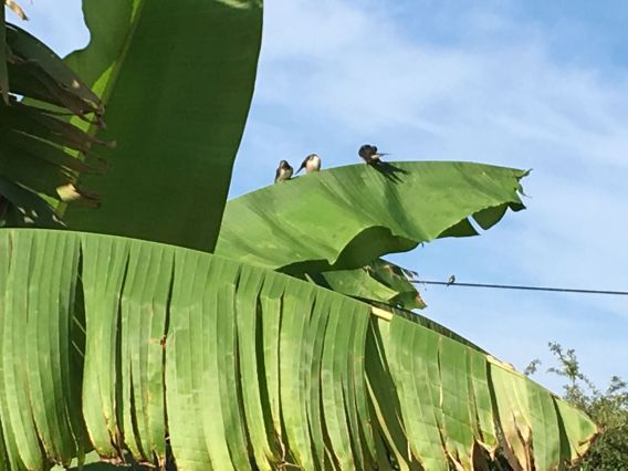 Les hirondelles sur les bananiers