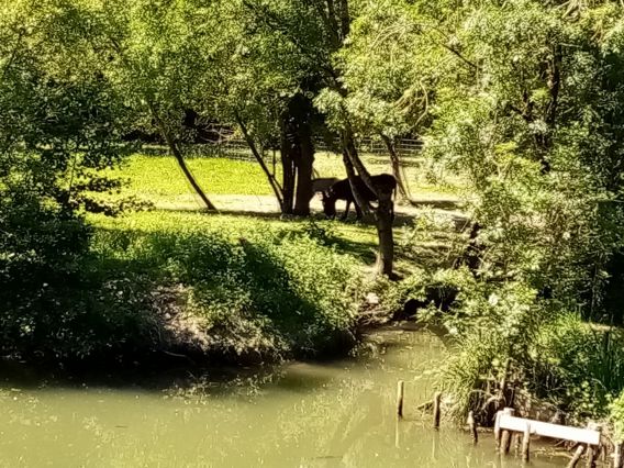 Maillé et sa faune...