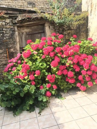 Les hortensias du patio en fleurs