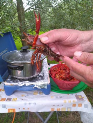 Peche à l'écrevisse