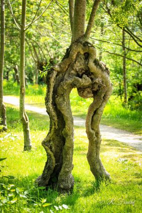 Une nature insolite