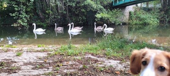 Les cygnes dans la conche près du gîte