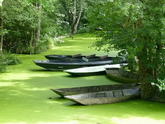 Marais St Georges.JPG