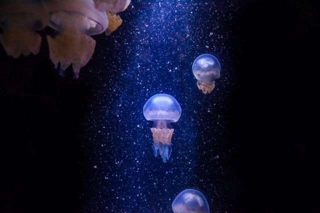 Méduses Aquarium La Rochelle