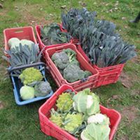 Nature Solidaire Aipemp Légumes