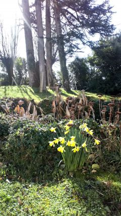Le jardin et sa mare