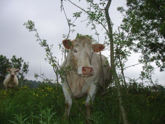 Vaches en bordure de rivière