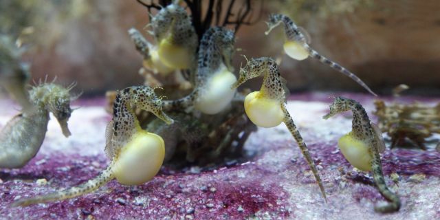 Hippocampes Aquarium La Rochelle