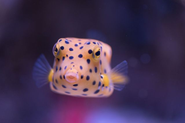 Poisson coffre Aquarium La Rochelle
