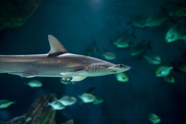 Petit requin marteau Aquarium La Rochelle