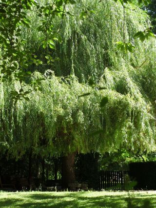 Une sieste sous le saule....