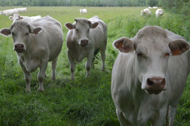Vaches