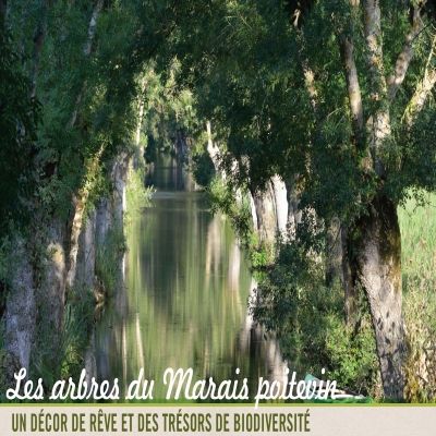 Exposition temporaire sur les arbres du Marais