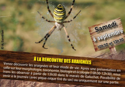 Araignées